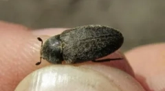 Beethe kůže: popis a metody boje